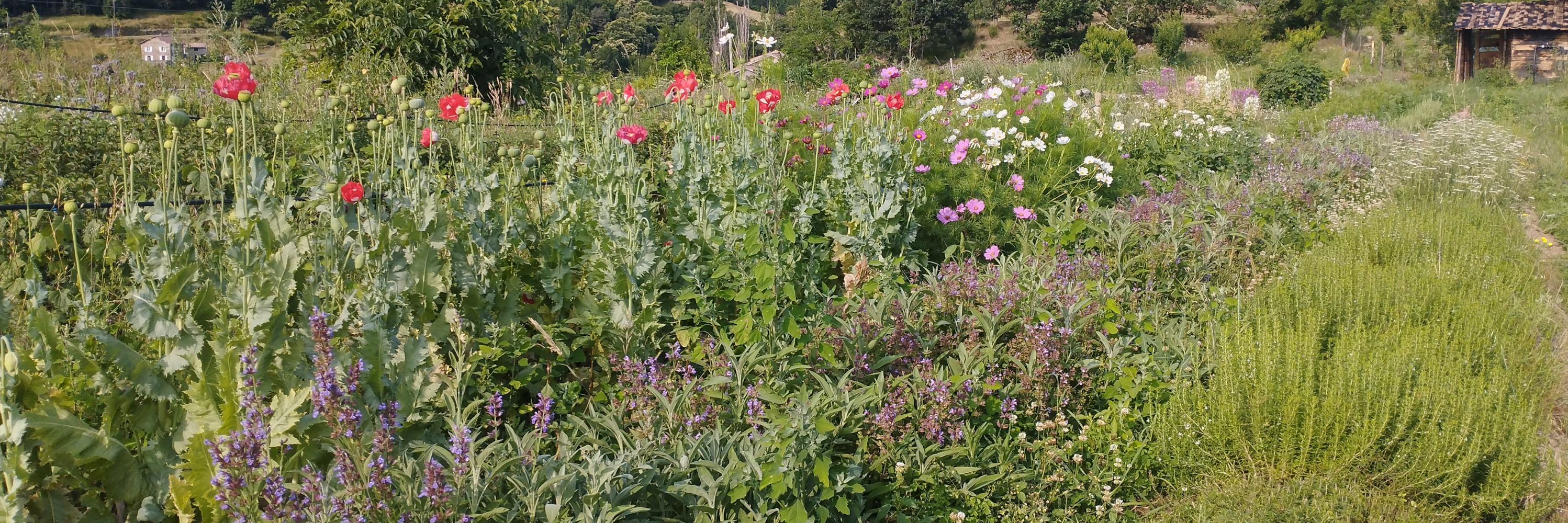 Nos plantes médicinales